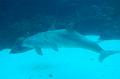 263. dolphin cove